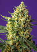 Semillas feminizadas Crystal Candy XL Auto