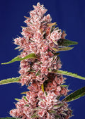 Tropicanna Poison F1 FAST Feminised Seeds