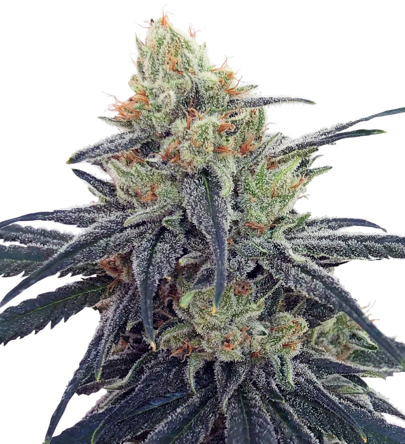 Semillas feminizadas CBD #1