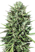 Morocco Beldia Kif Regular Seeds