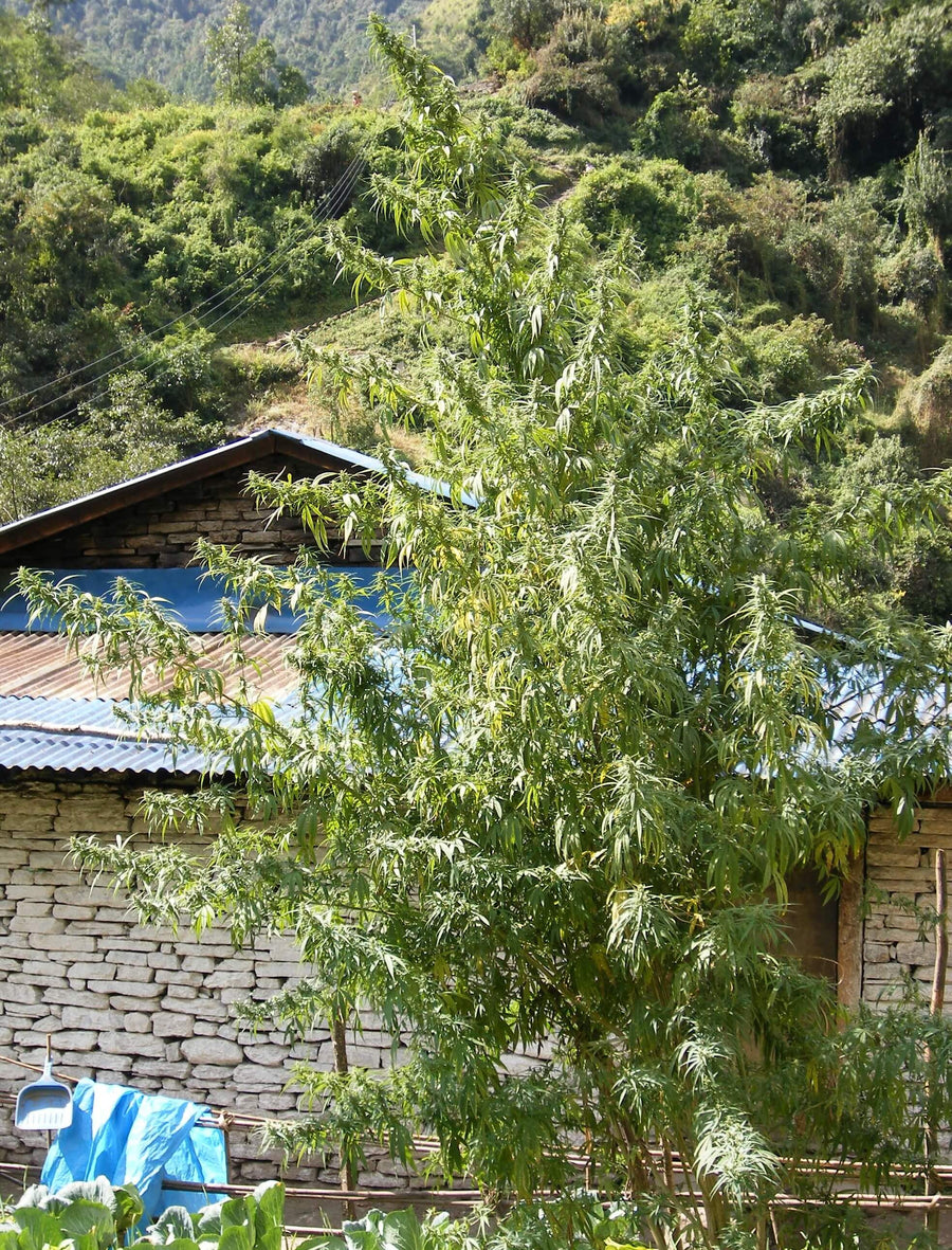 Semillas regulares de Nepal Annapurna