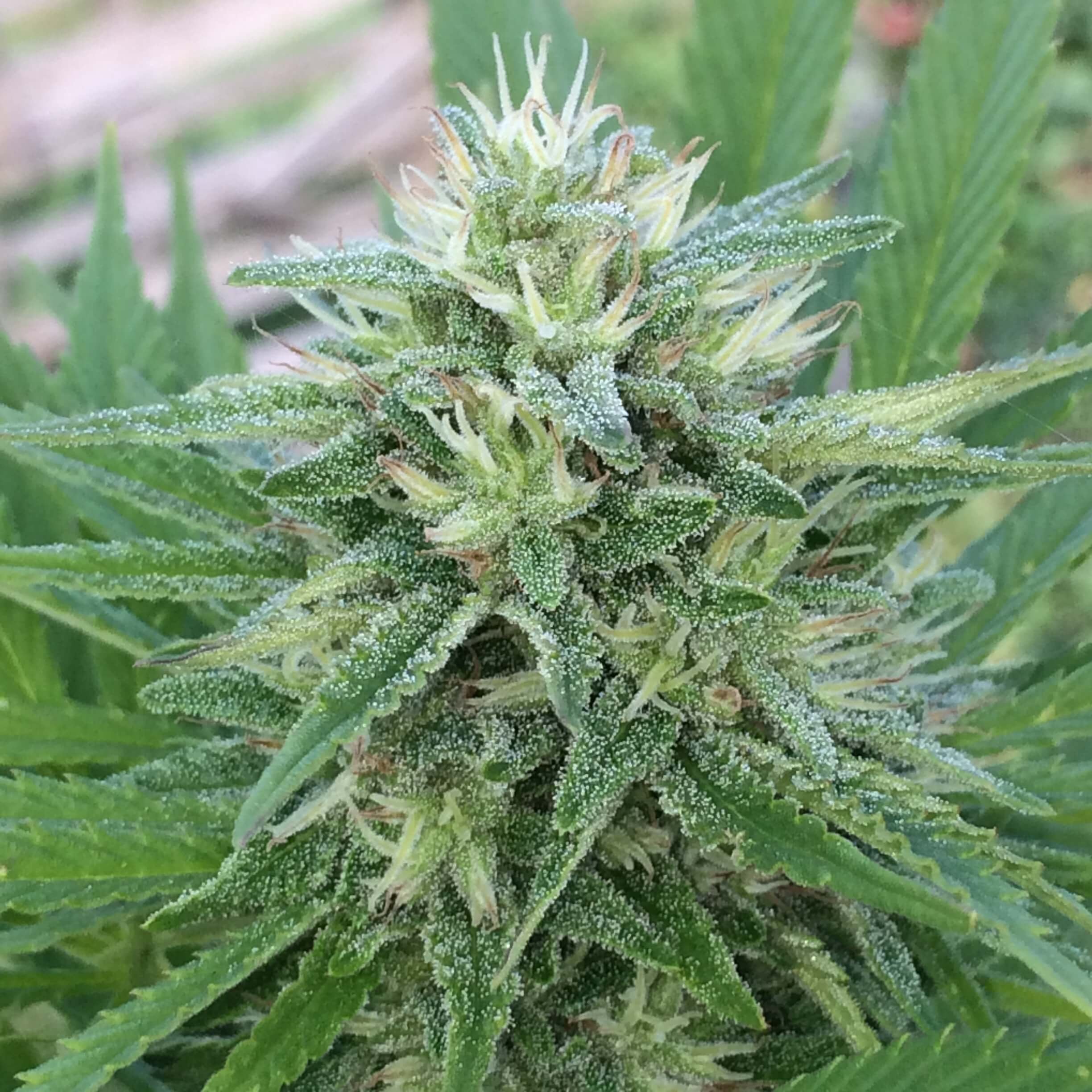 Semillas regulares de Panamá x Bangi Haze