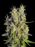 Semillas regulares de Super Malawi Haze