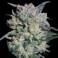 Zamaldelica x Kali China Feminised Seeds