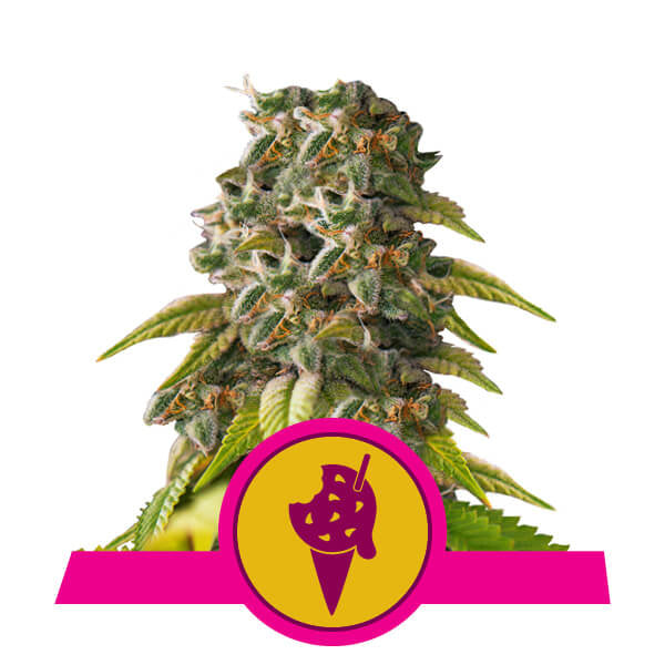 Cookies Gelato Feminised Seeds