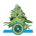 Joannes CBD-feminisierte Samen