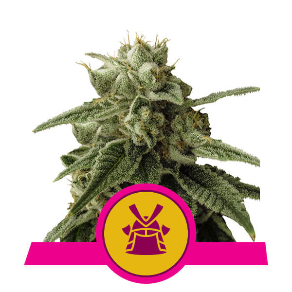 Shogun Feminised Seeds