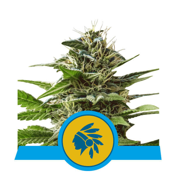 Tatanka Pure CBD Feminised Seeds
