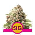 Triple G feminisierte Samen