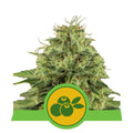 Haze Berry Auto Feminisierte Samen