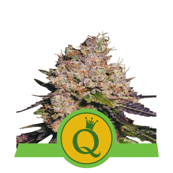 Purple Queen Auto Feminisierte Samen