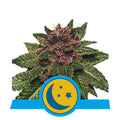 Semillas feminizadas Purplematic CBD Auto