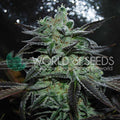 Semillas feminizadas Strawberry Blue Early Harvest