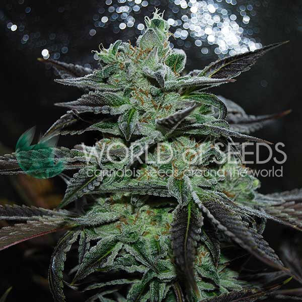 Semillas feminizadas Strawberry Blue Early Harvest
