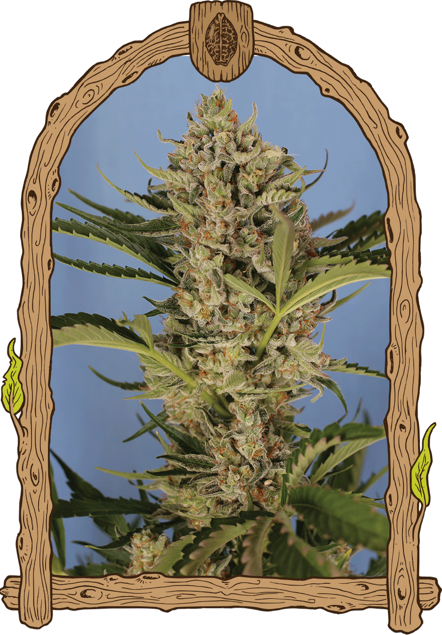 Herz OG Auto Feminised Seeds