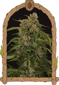 Semillas feminizadas Sir Jack Pure CBD Auto