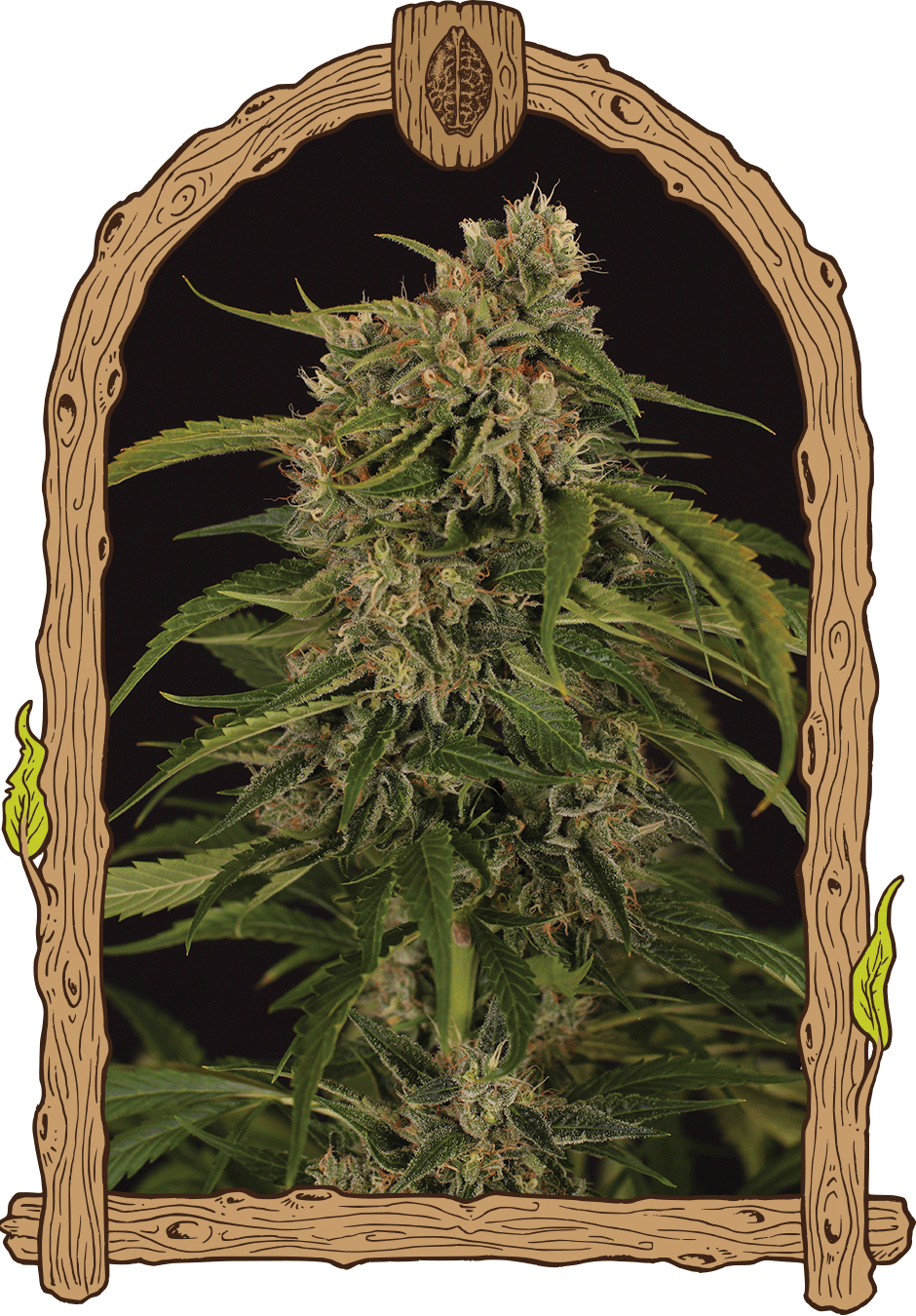 Semillas feminizadas Sir Jack Pure CBD Auto