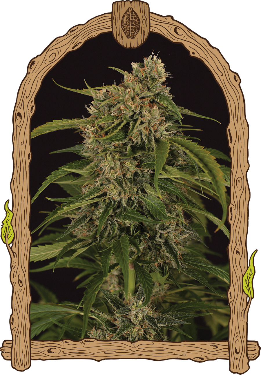 Sir Jack Pure CBD Auto Feminised Seeds