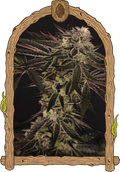Semillas feminizadas Purple Shot