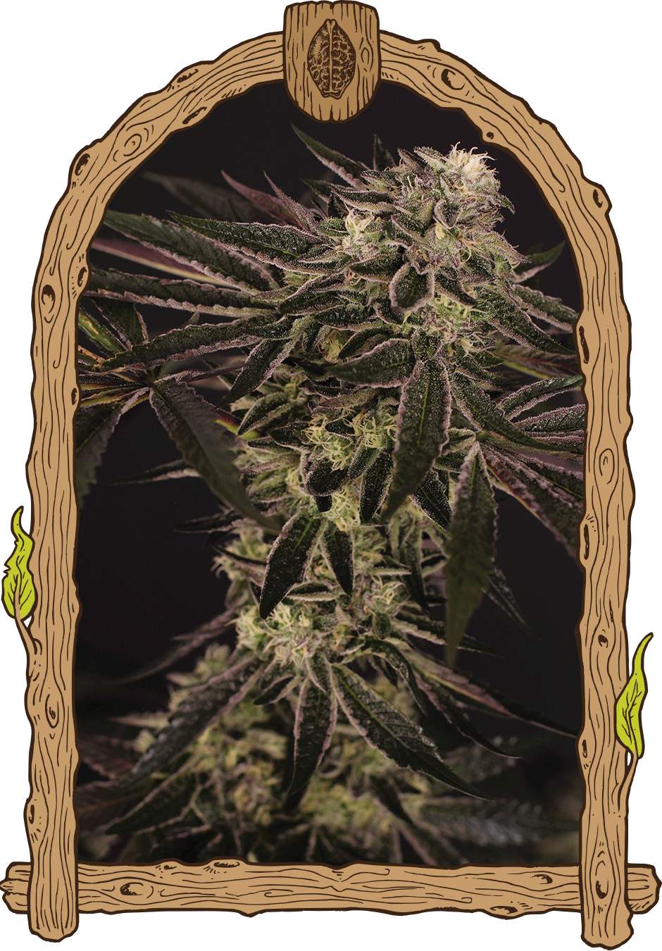 Semillas feminizadas Purple Shot