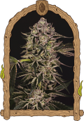 Semillas feminizadas Quick Sherbet