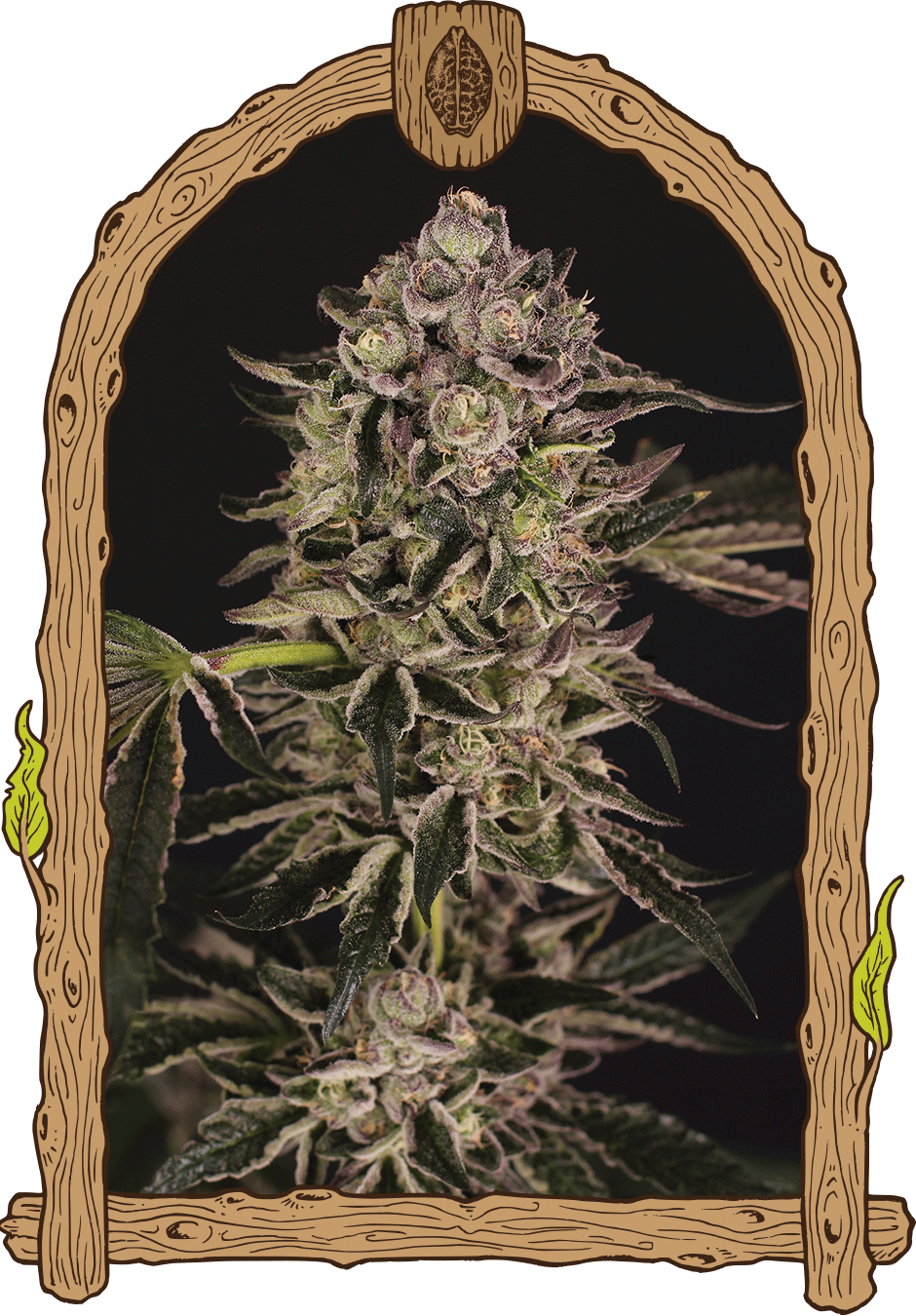 Semillas feminizadas Quick Sherbet