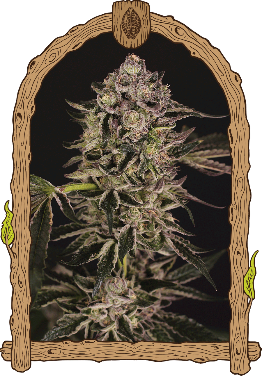 Quick Sherbet Feminised Seeds