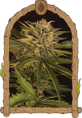 Semillas feminizadas de CBD puro de Dr. Greenman