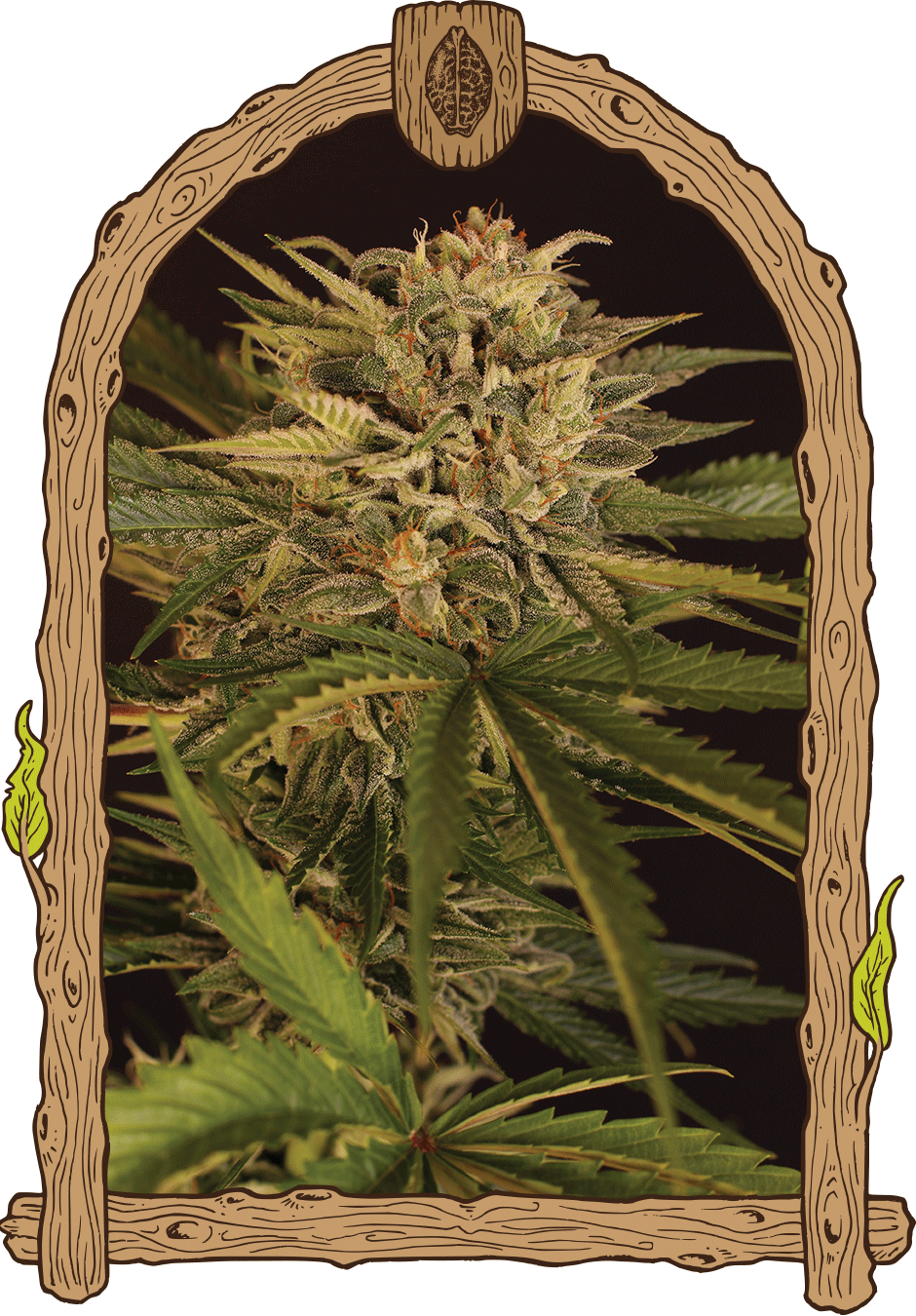 Semillas feminizadas de CBD puro de Dr. Greenman