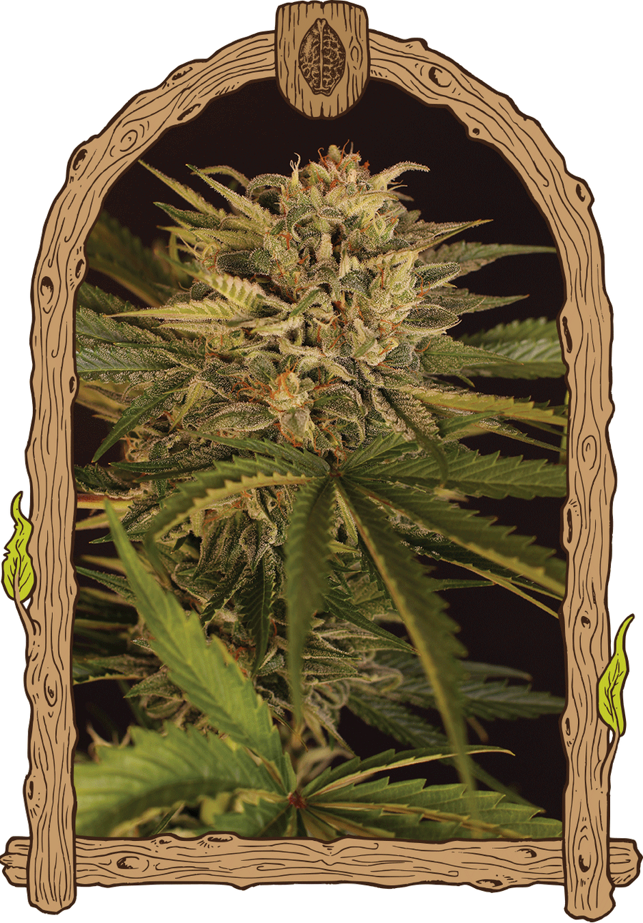 Dr. Greenman Pure CBD Feminised Seeds