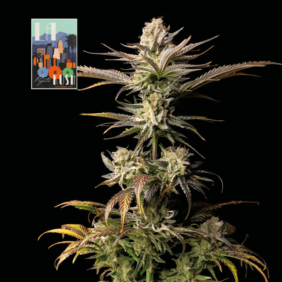 L.A. Peyote Kush Feminised Seeds
