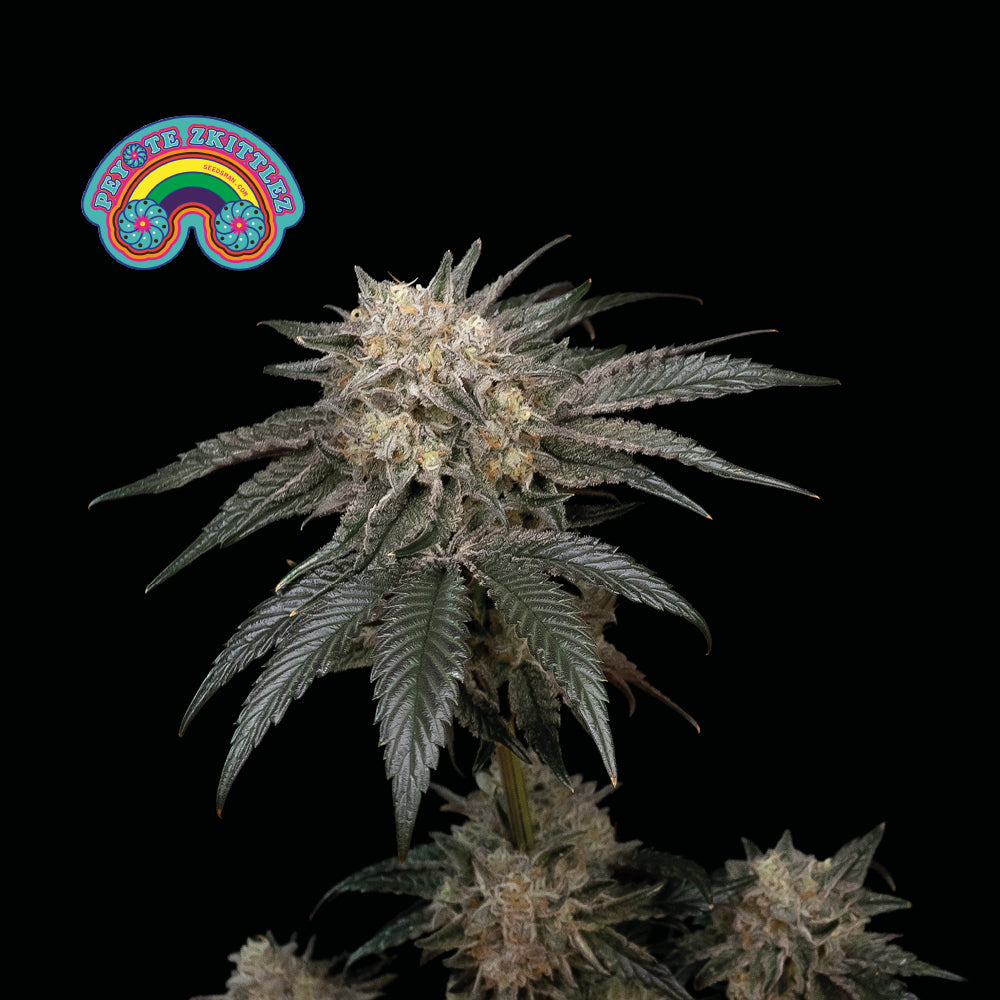 Semillas feminizadas de Peyote Zkittlez