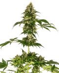 Cobalt Haze Feminised Seeds