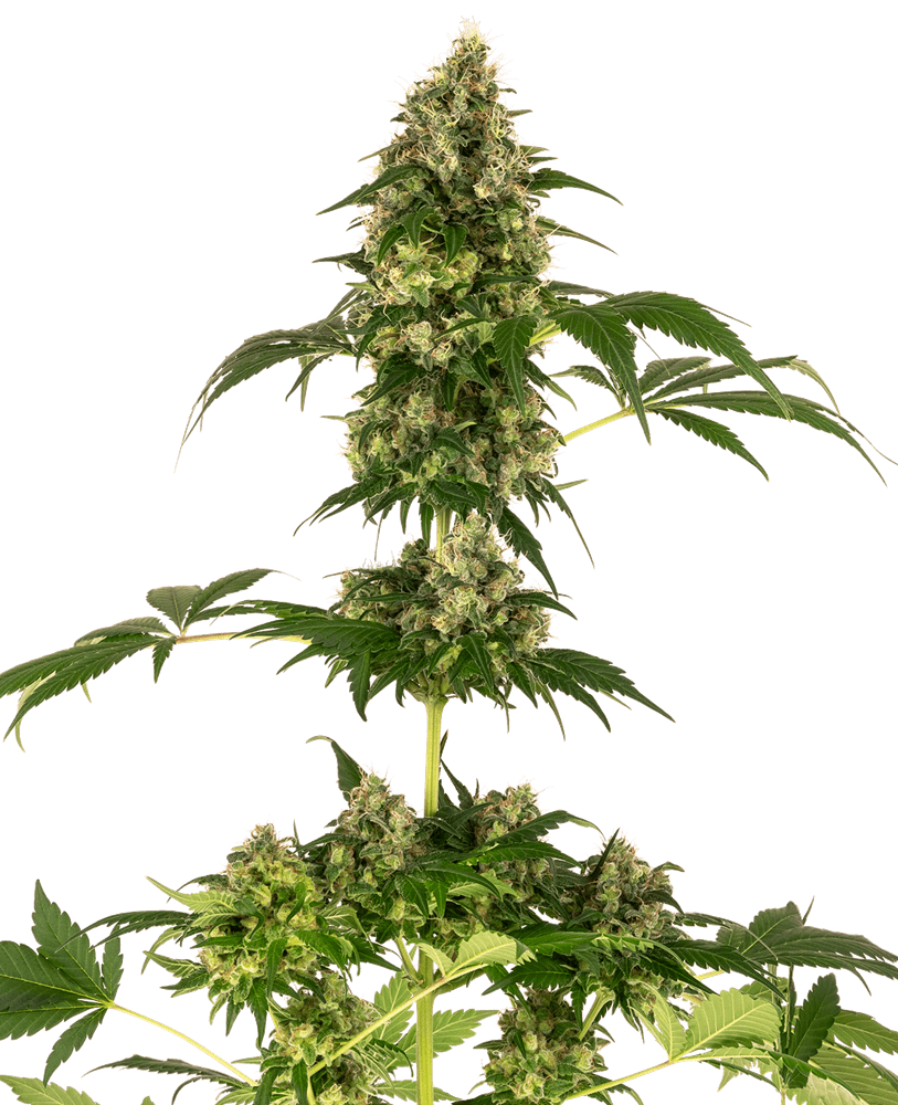 Semillas feminizadas de Cobalt Haze