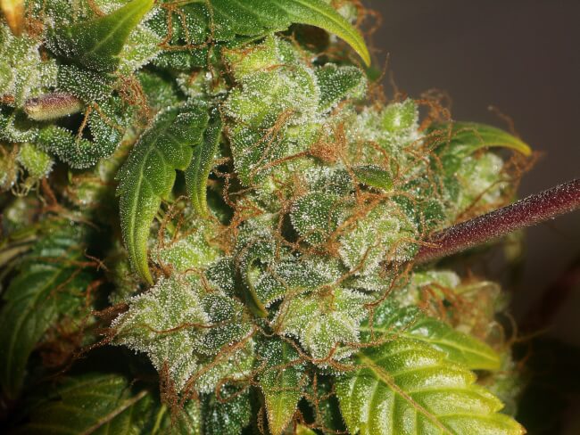 Super Silver Haze OG Feminised Seeds - BULK x 500