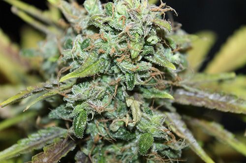 Amnesia Auto Feminisierte Samen - Großpackung x 100