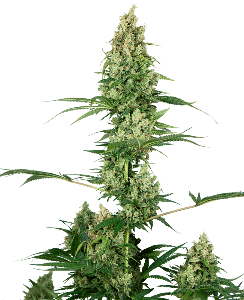 Semillas feminizadas Silver Fire