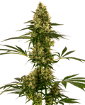 Blue Bullet Auto Feminised Seeds