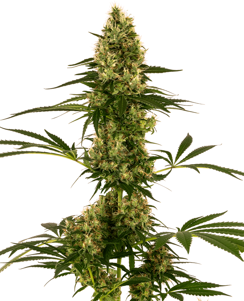 Blue Bullet Auto Feminised Seeds