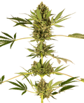 Himalayan CBD Feminised Seeds
