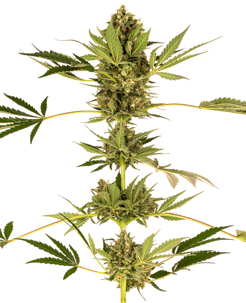 Himalaya-CBD-feminisierte Samen