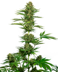 Satin Black Domina CBD Feminised Seeds