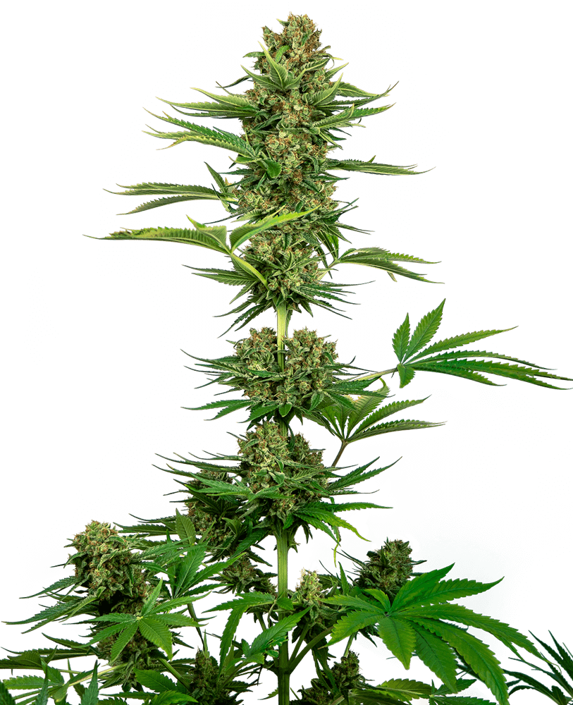 Satin Black Domina CBD Feminised Seeds