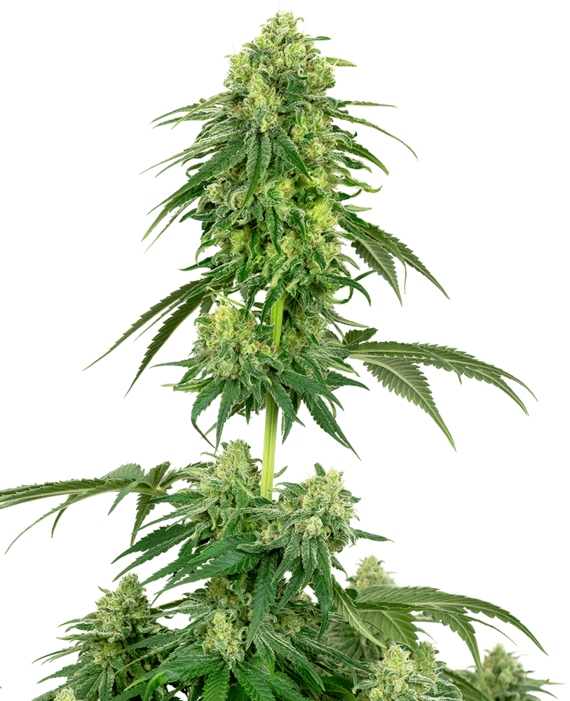 Semillas feminizadas de Strawberry Kush