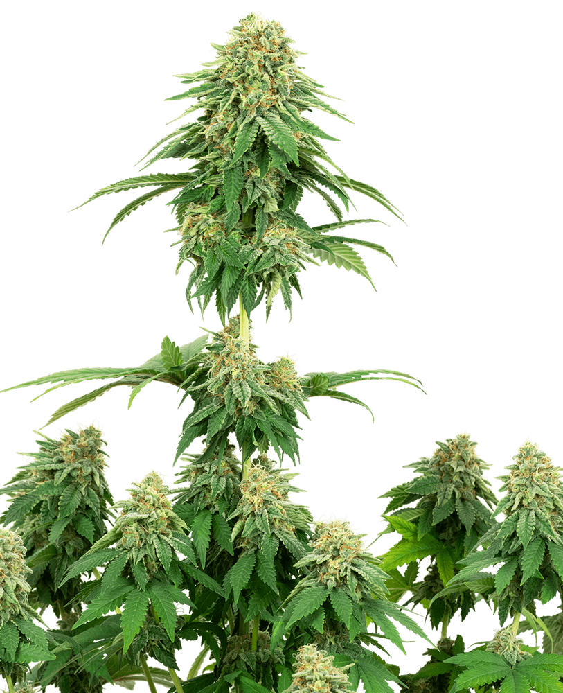 Semillas feminizadas de Girl Scout Cookies