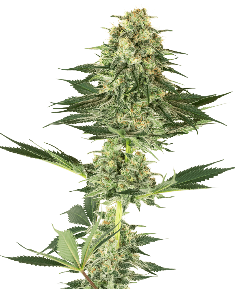 Semillas feminizadas de Banana Kush