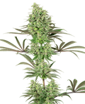 Semillas feminizadas de Double Banana Kush