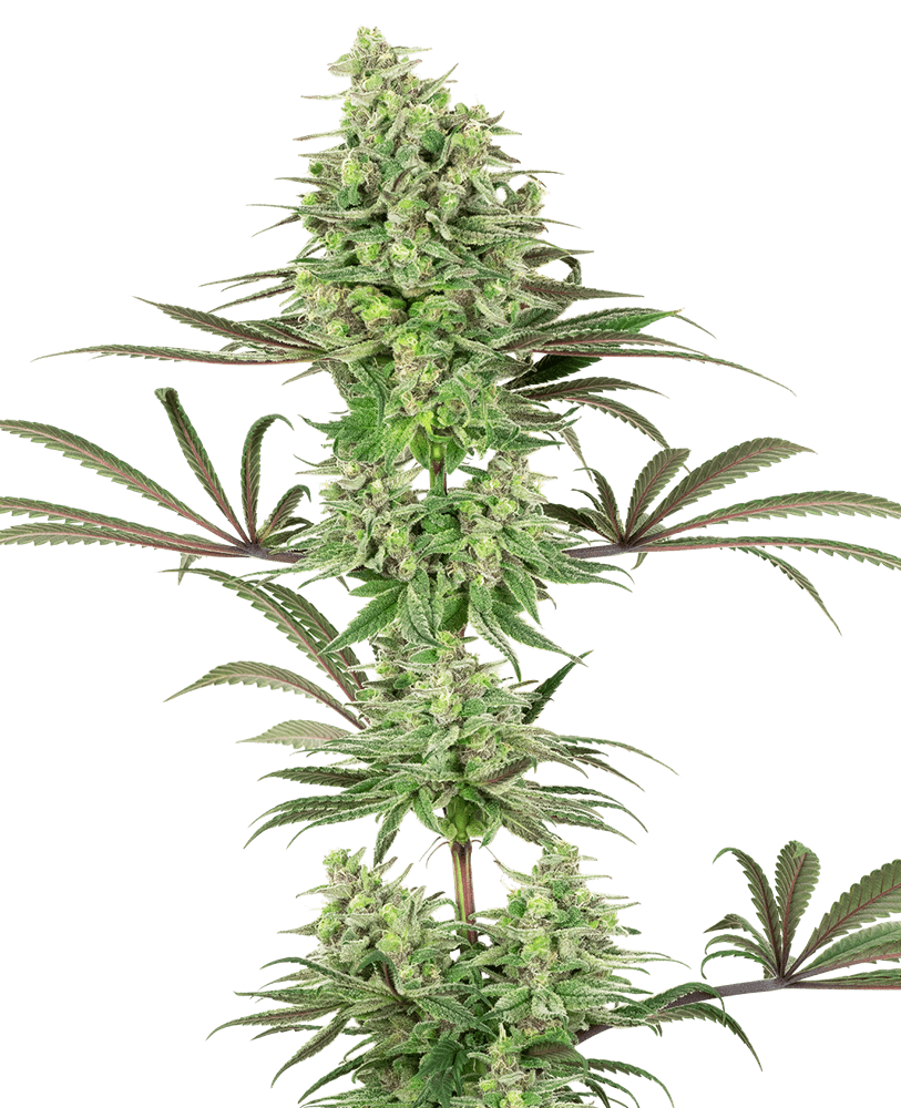 Semillas feminizadas de Double Banana Kush