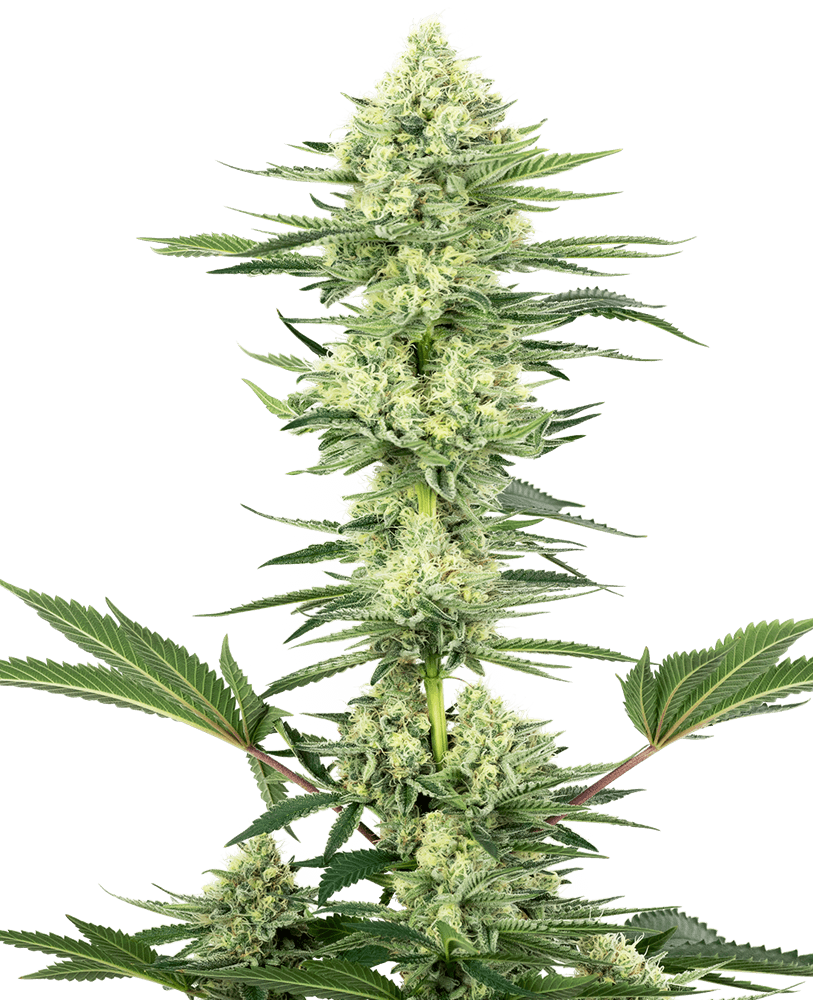 Semillas feminizadas de White Gorilla Haze