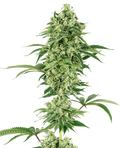 Semillas feminizadas de Nicole Hindu Kush